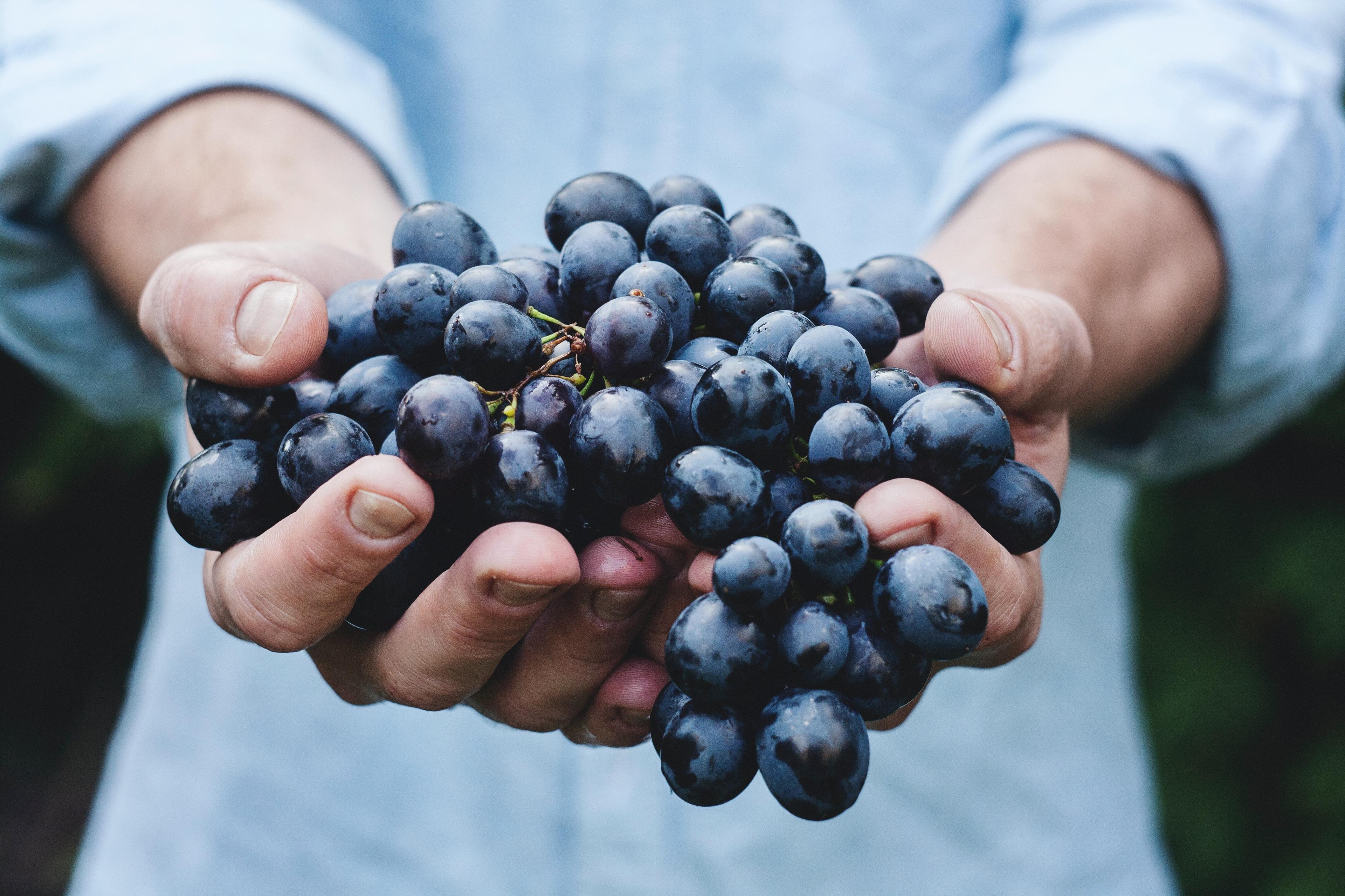 Jak działa nalewka z winogron na zdrowie? Nalewka z ciemnych i białych winogron - przepisy domowe. Zdrowotna nalewka z ciemnych winogron – na co pomaga? Nalewka z winogron - przepis na nalewkę z winogron ciemnych i jasnych