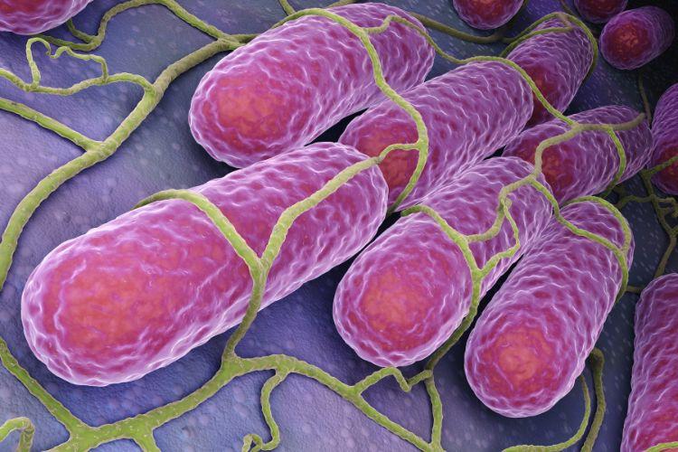 Jak objawia się salmonella? Sposoby leczenia i profilaktyka. Czym jest salmonella? Salmonella – objawy zakażenia, zapobieganie 