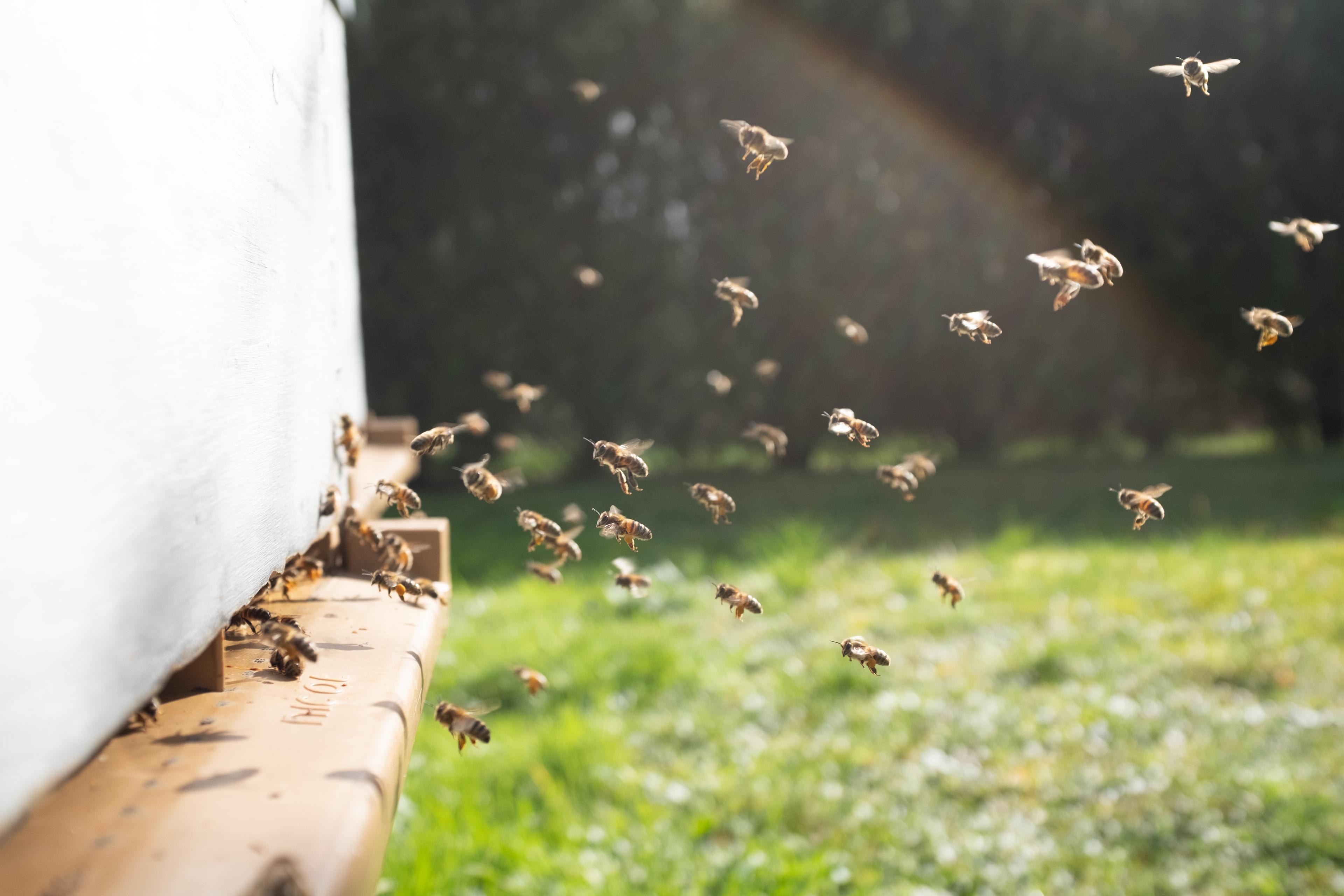 Jak działa jad pszczeli? Zastosowanie w terapii i kosmetyce. Jad pszczeli i leczenie jadem pszczelim (apitoksynoterapia) 