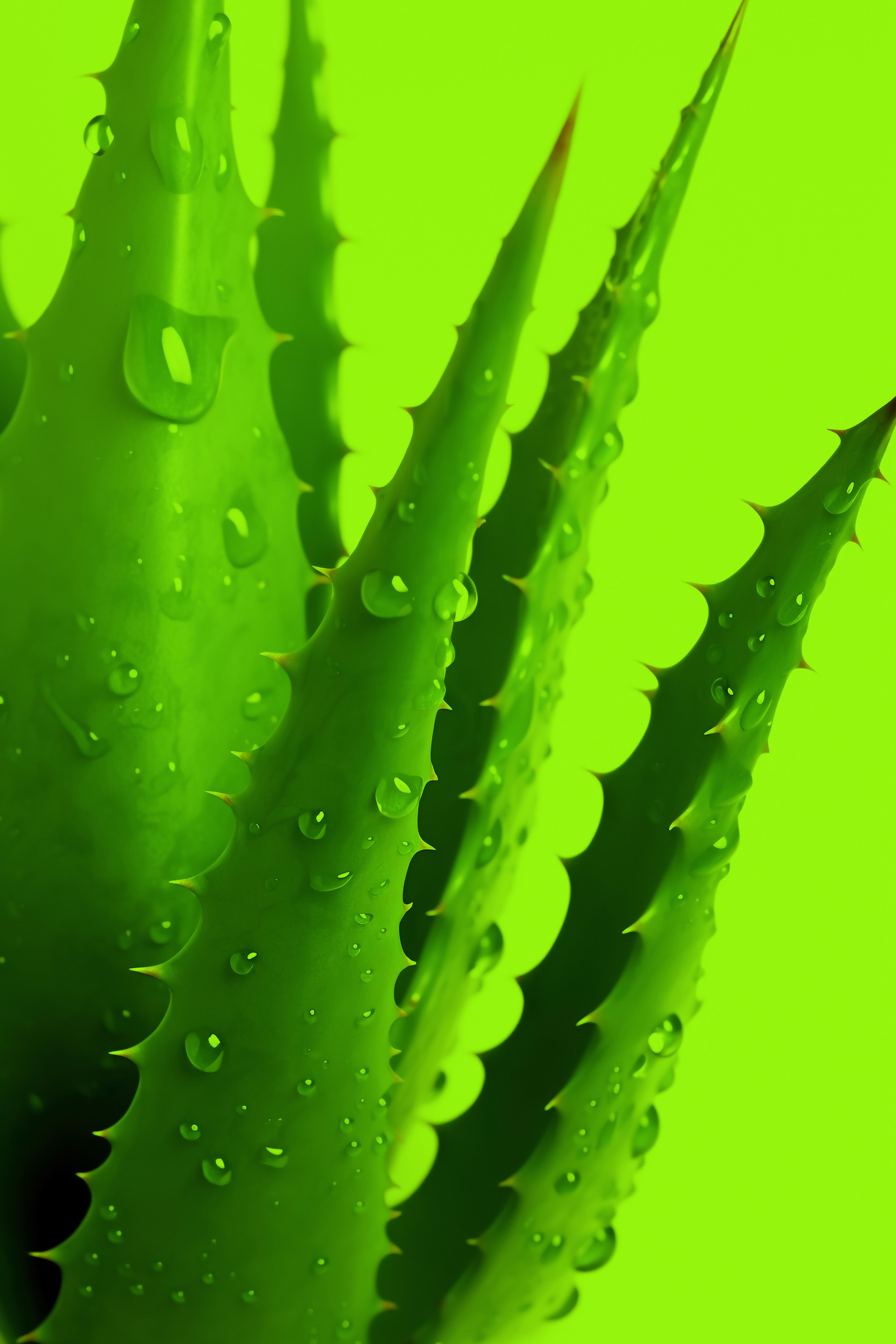 Aloes - wielofunkcyjna roślina. Jakie ma właściwości zdrowotne? Lecznicze właściwości aloesu – co warto wiedzieć? Aloes – zastosowanie, działanie, właściwości