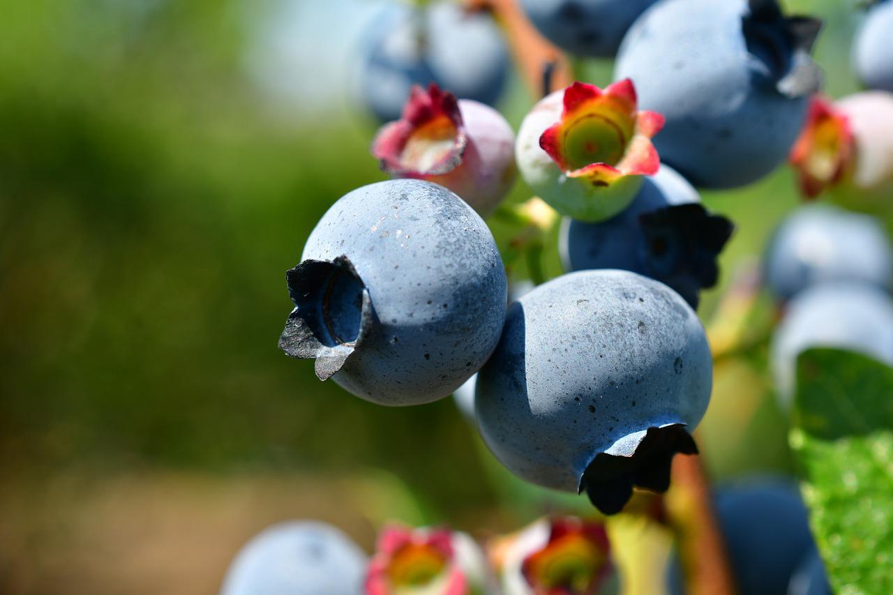 Superfood - jaka to żywność?