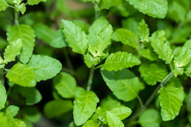 Jak stosować tulsi? Co to za roślina i dlaczego warto włączyć ją do diety?