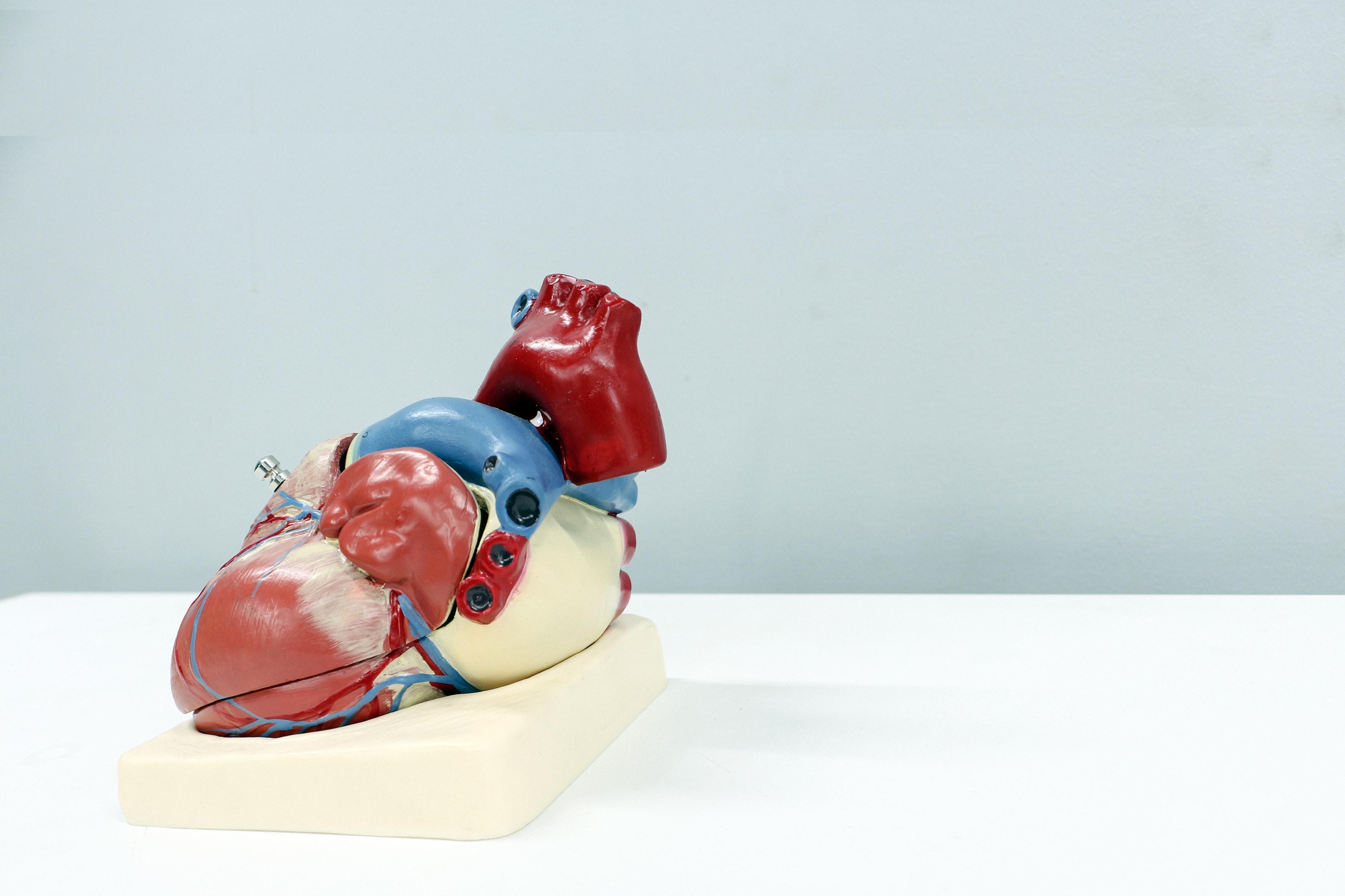 Tachykardia - co to jest? Jak przyspieszone bicie serca wpływa na organizm. Co oznacza przyspieszone bicie serca? Co robić, kiedy serce bije za szybko? Tachykardia (częstoskurcz, kołatanie serca)