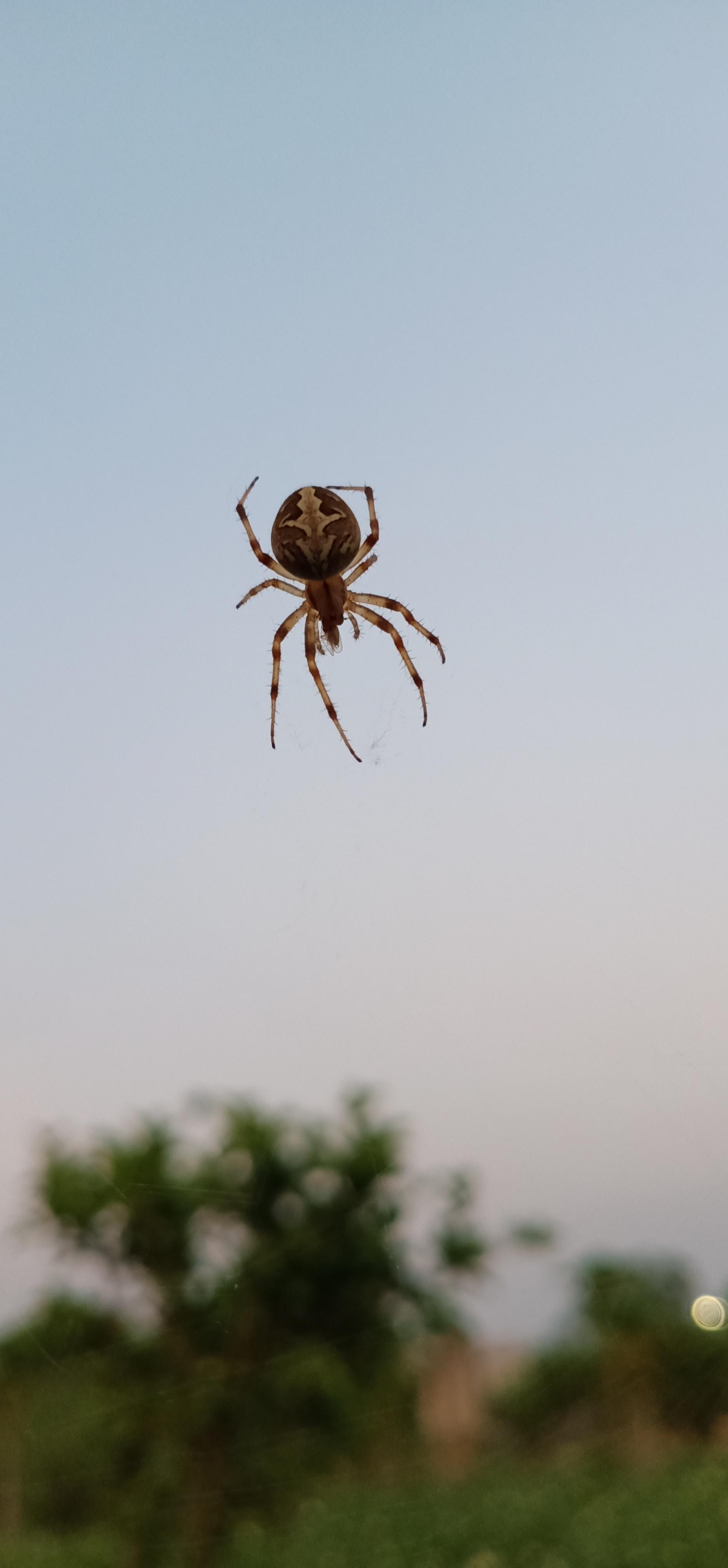 Arachnofobia – lęk przed pająkami i jak go leczyć