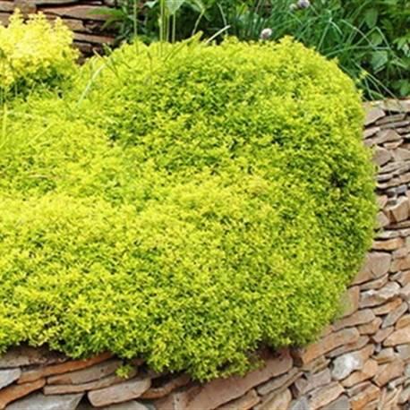 Macierzanka (cytrynowa) – właściwości lecznicze i zastosowanie w kuchni i kosmetyce