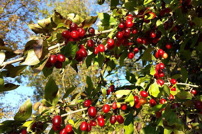 Nalewka z derenia – właściwości, zastosowanie i prosty przepis