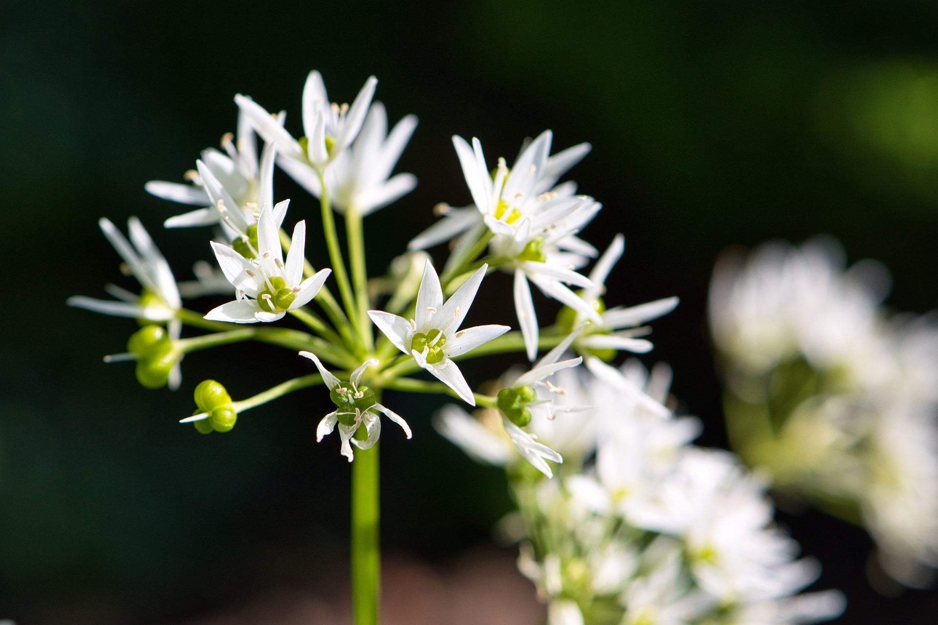 Czosnek niedźwiedzi - właściwości i uprawa