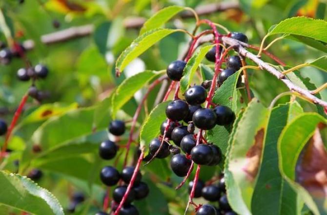 Nalewka z czeremchy – właściwości i tradycyjny przepis (zwyczajna i amerykańska)