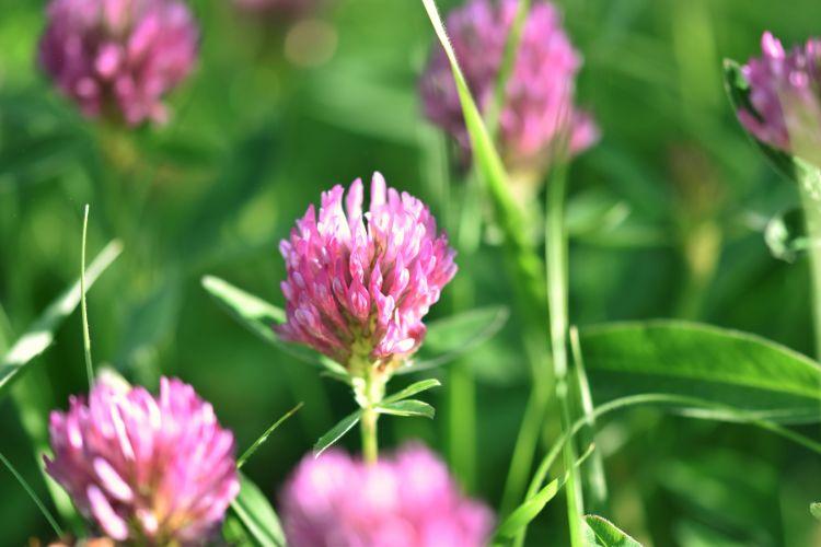 Koniczyna czerwona – właściwości, zastosowanie i przeciwwskazania