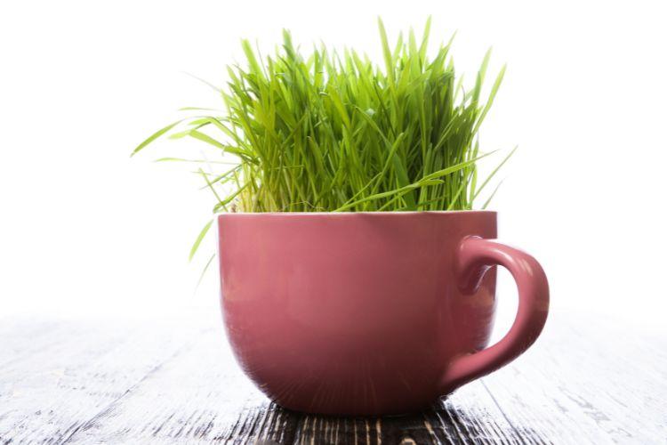 Glinka czerwona – właściwości i jak przygotować maseczkę