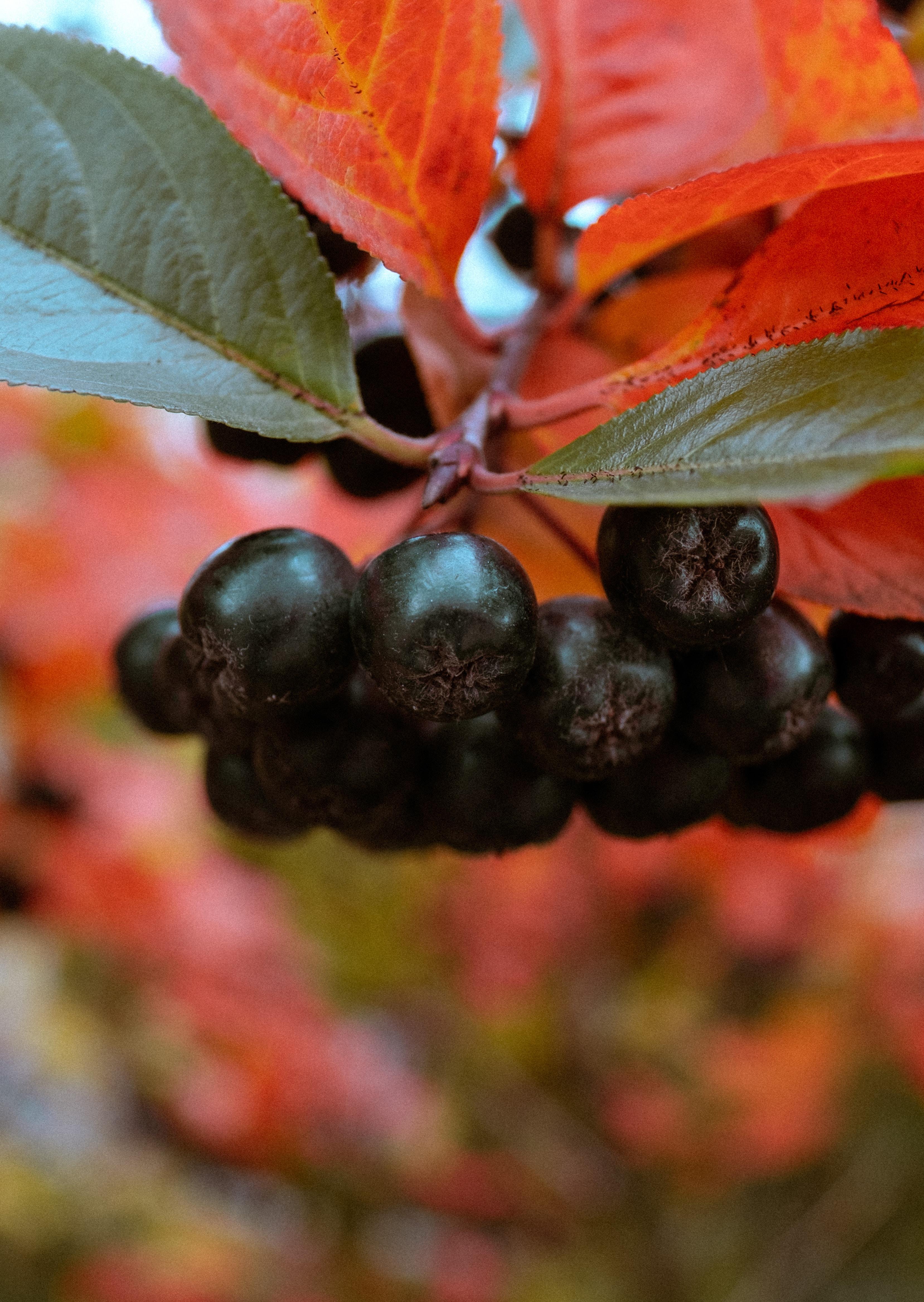 Czarne jagody i aronia – właściwości zdrowotne i antyoksydacyjne
