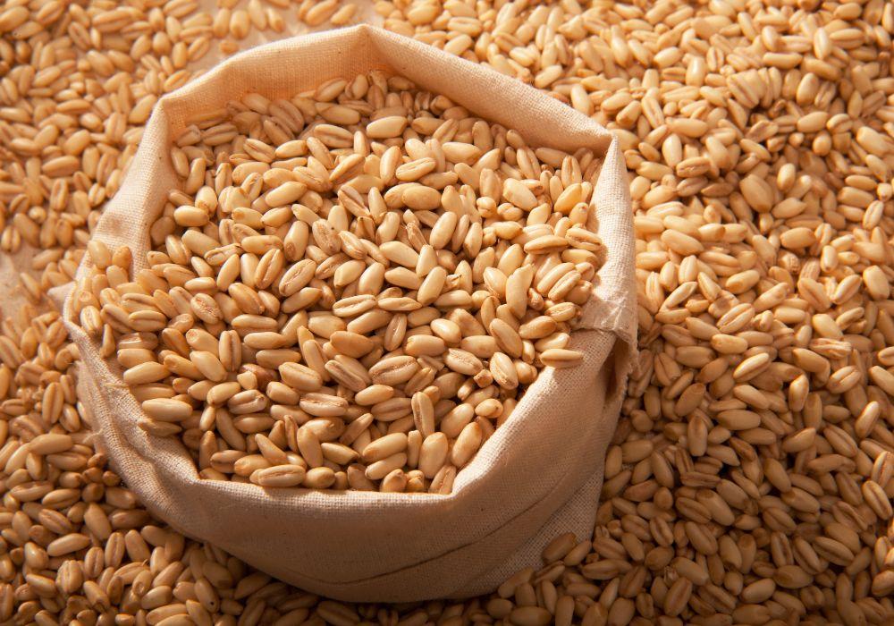 Kasza jęczmienna – wartości odżywcze i jak gotować