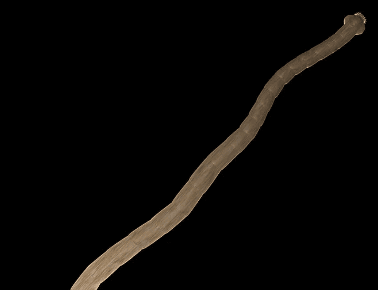 Jak pozbyć się pasożytów - 4 zioła na pasożyty?