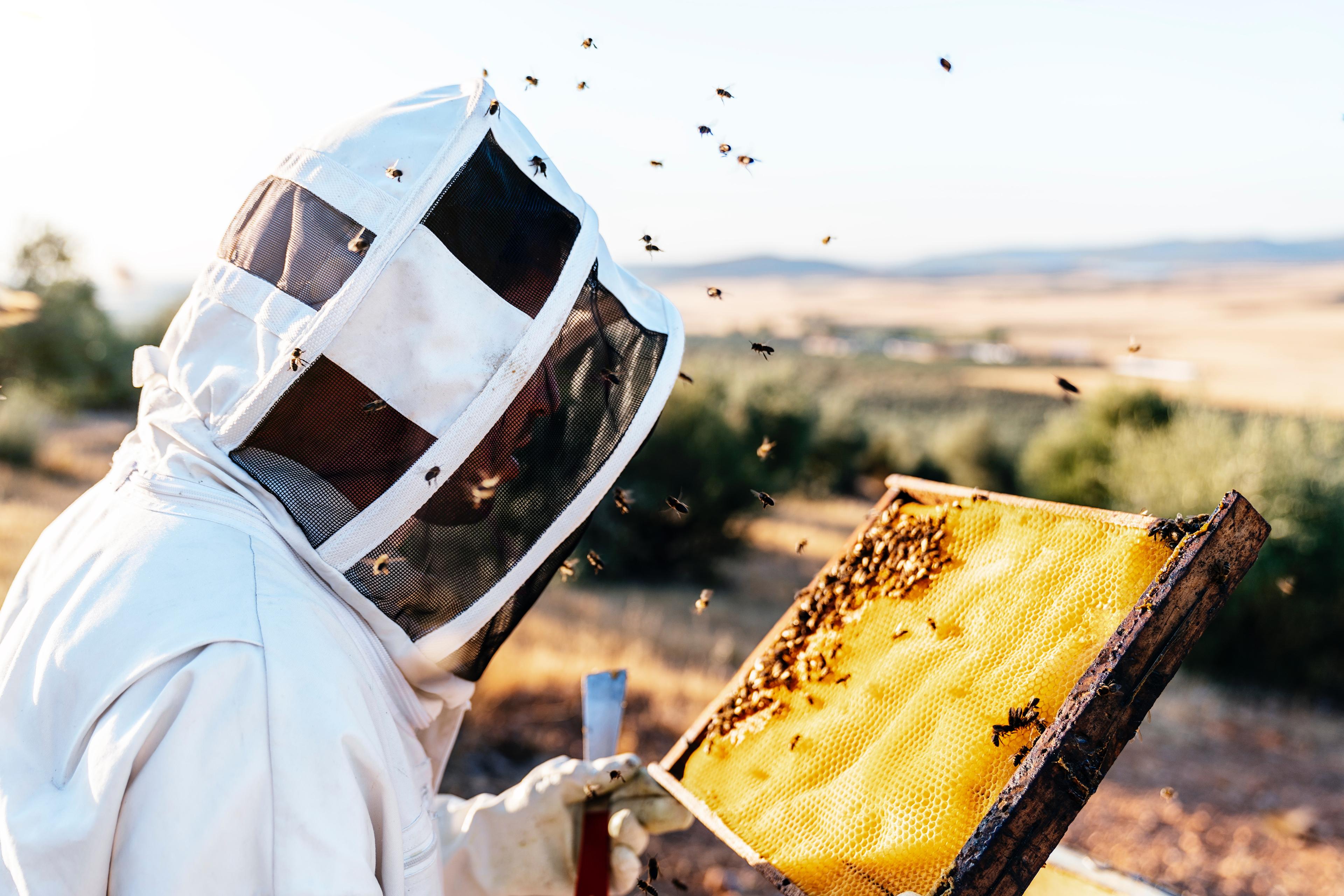 Mleczko pszczele - Naturalne wsparcie dla układu odpornościowego i zdrowia. Mleczko pszczele liofilizowane 