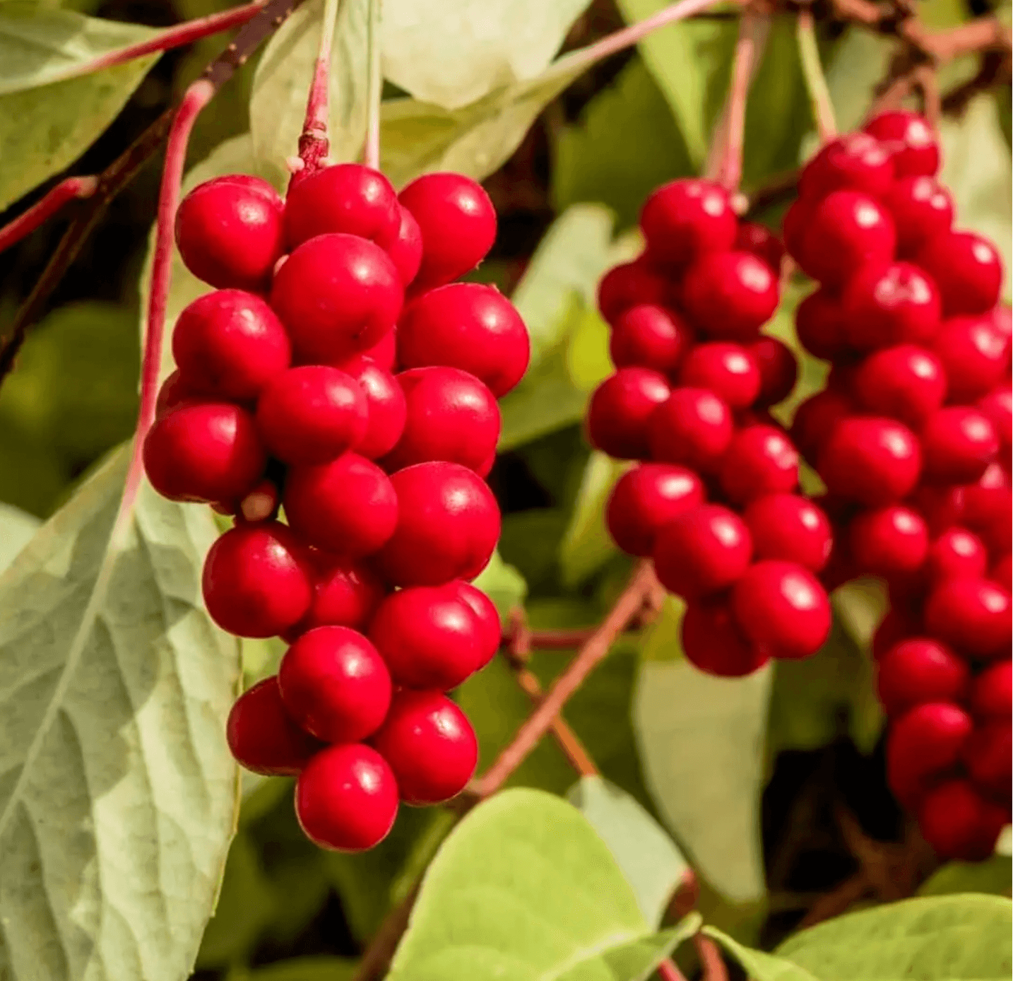 Cytryniec chiński – właściwości, jak pić i przeciwwskazania
