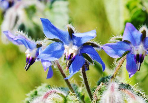 Ogórecznik lekarski - właściwości i zastosowanie. Dlaczego warto na niego zwrócić uwagę?