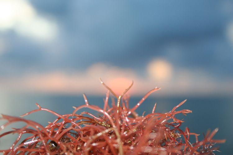 Algi morskie - jak je stosować? Właściwości alg morskich