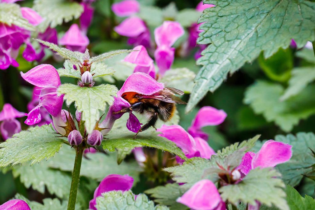Jasnota purpurowa – właściwości, zastosowanie i przeciwwskazania