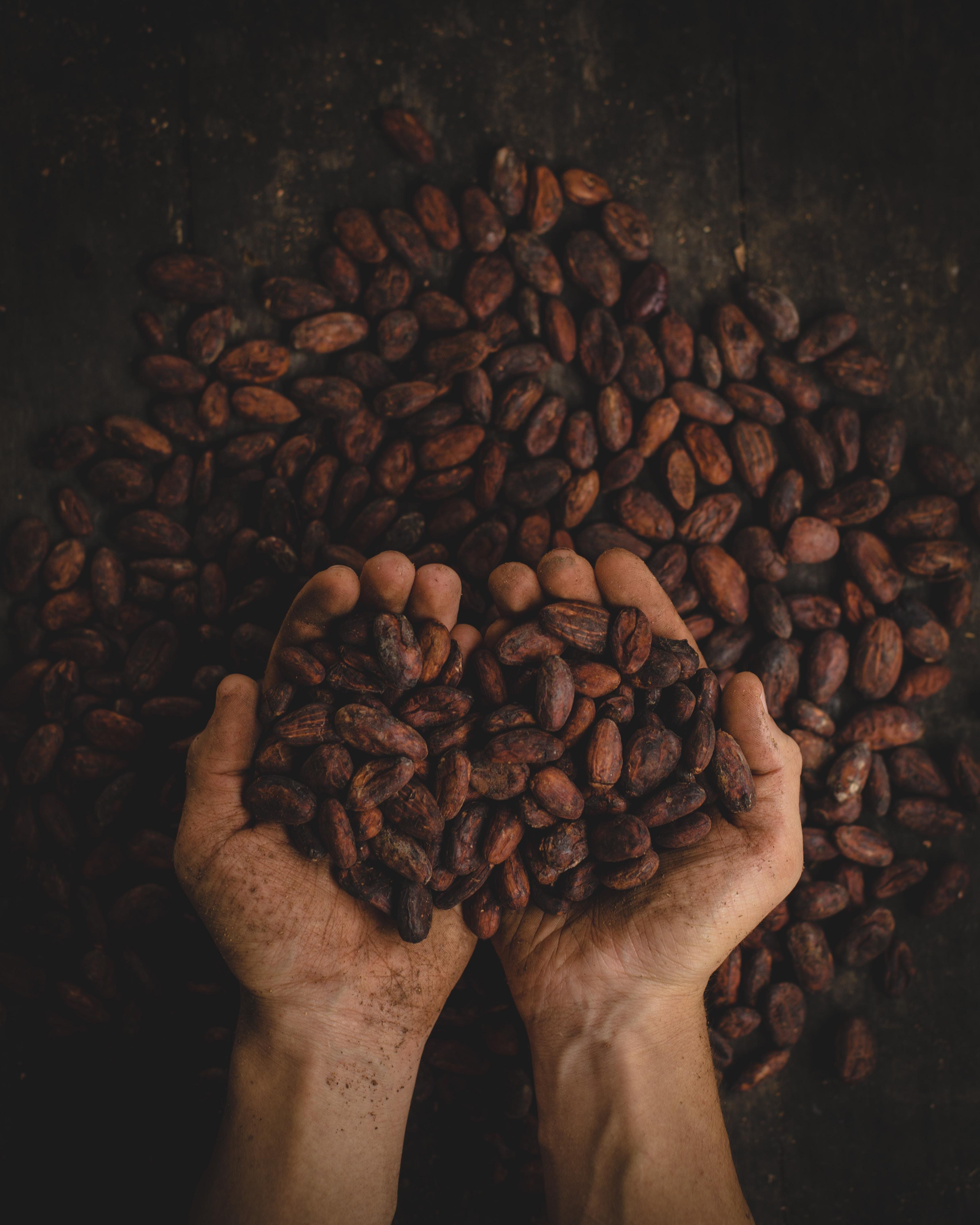 Kakao - czy jest zdrowe? Na co dobre jest kakao? Wartości odżywcze kakao. Czy Kakao jest zdrowe? Napój Czy kakao może wydłużyć życie? Przeciwwskazania