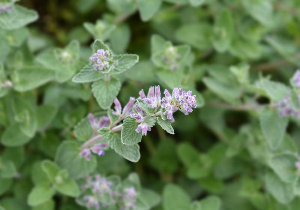 Kocimiętka – jak działa na człowieka i koty?