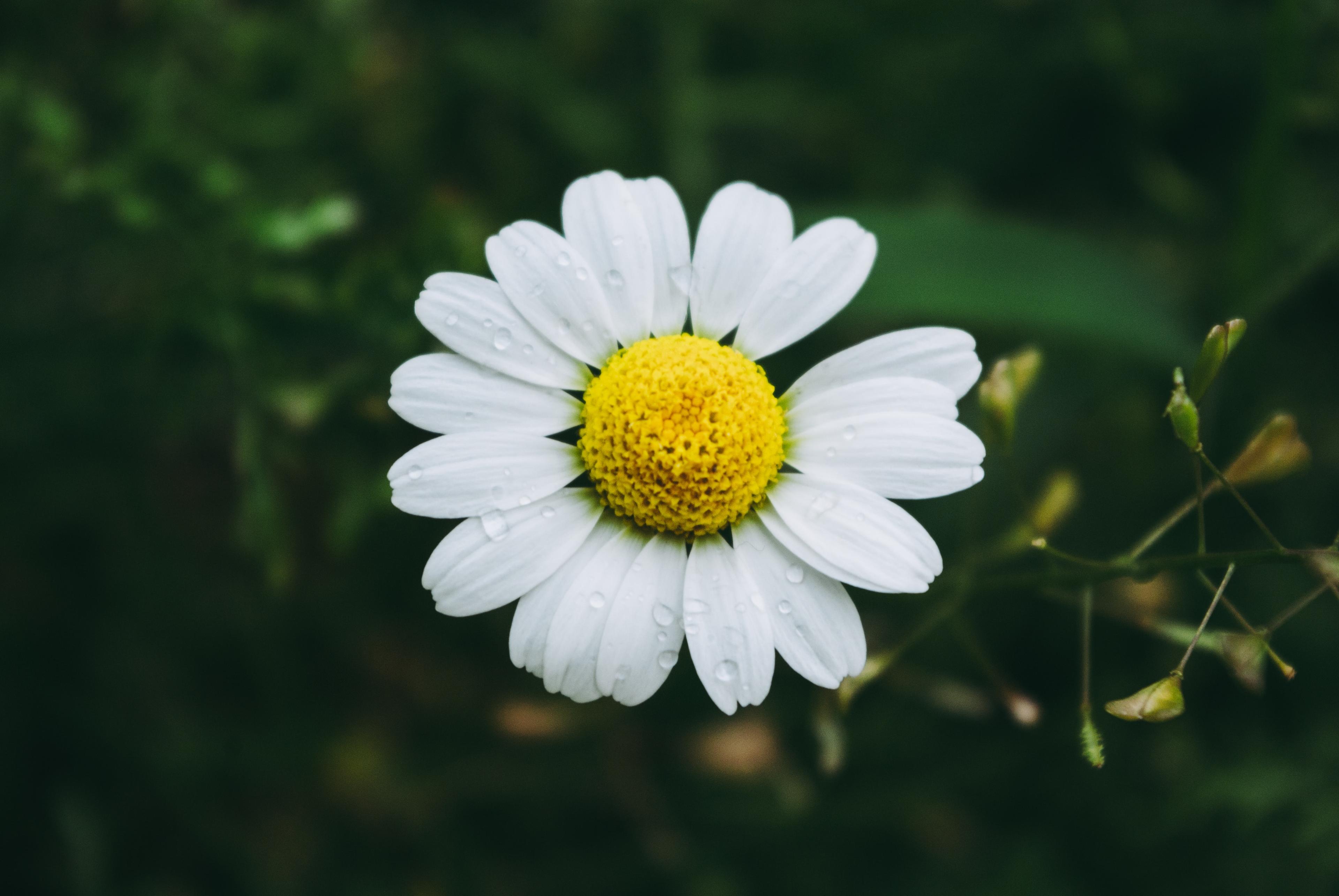 Rumianek – właściwości, zastosowanie i przeciwwskazania