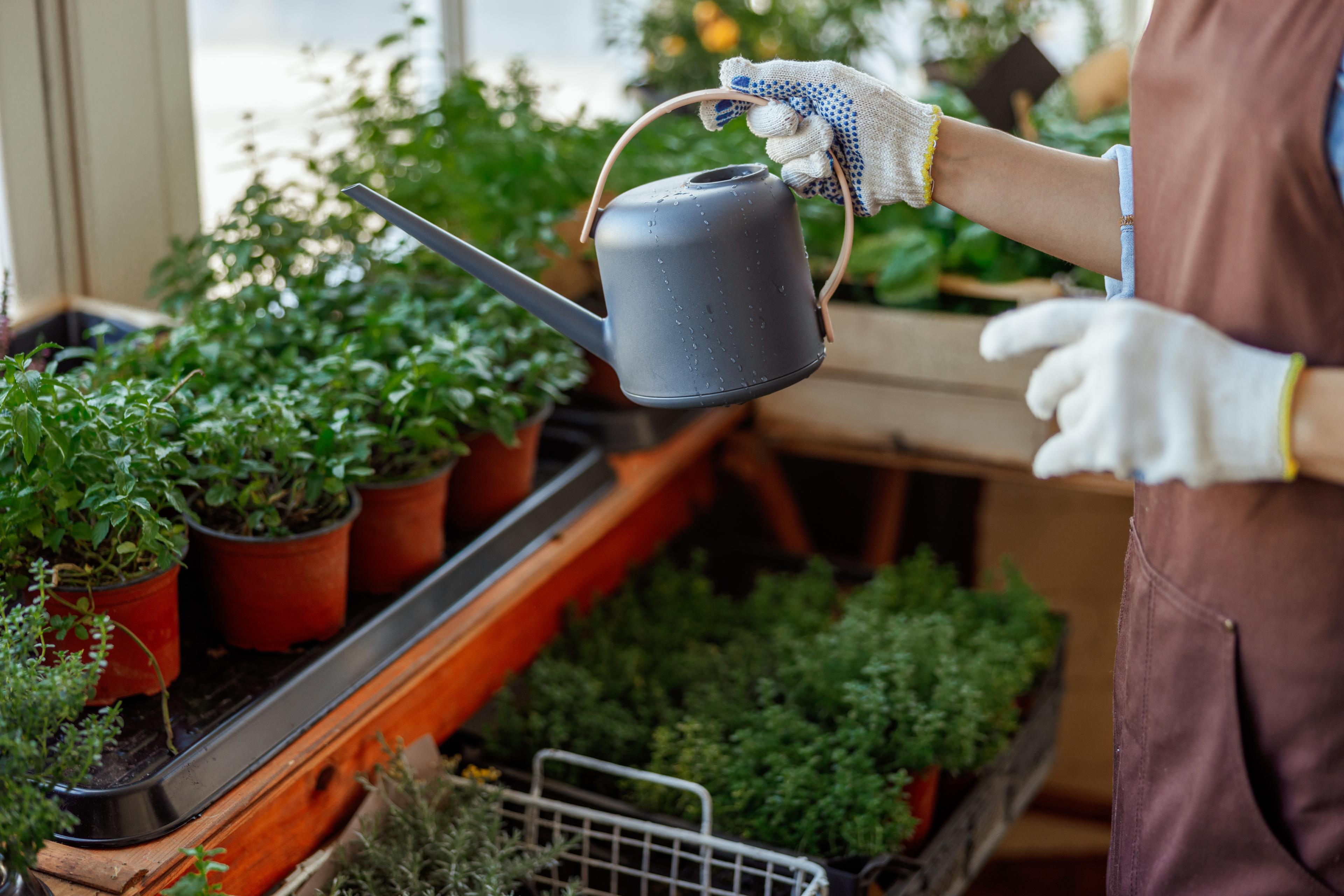 Majeranek – właściwości, napar na katar i kaszel