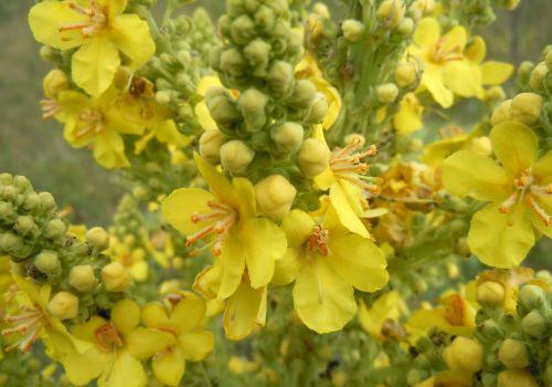 Dziewanna - właściwości i wpływ na zdrowie