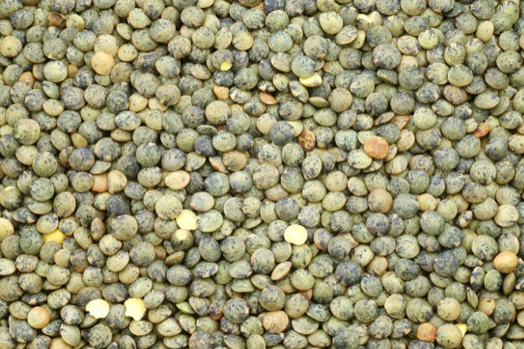 Soczewica zielona - jakie są jej korzyści zdrowotne i wartości odżywcze?