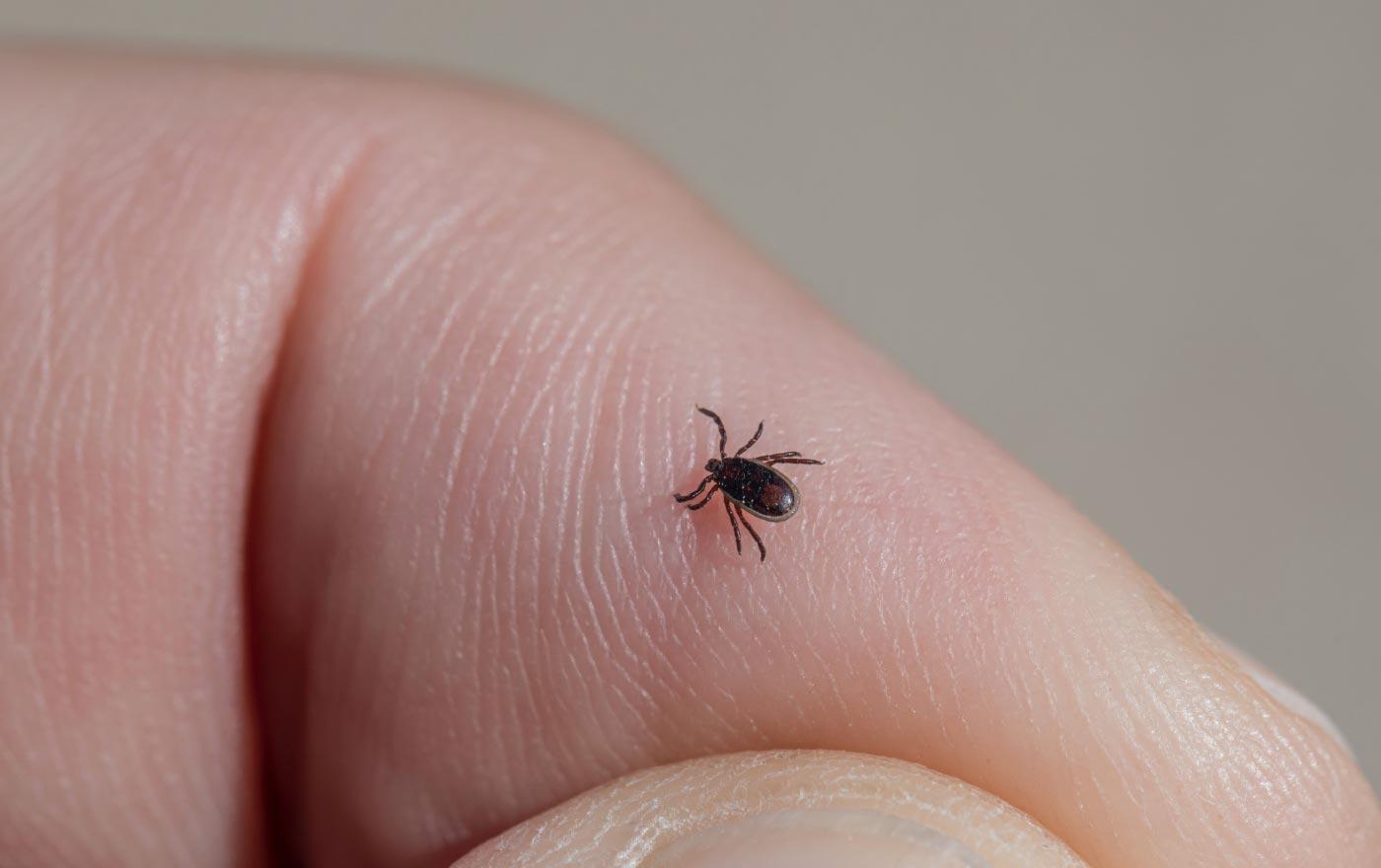 Jak prawidłowo wykonać test wykrywający borelię i jakie terapie zastosować