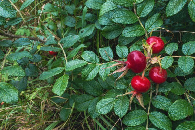 Zeaksantyna - czym jest i jak działa? Wpływ na narząd wzroku