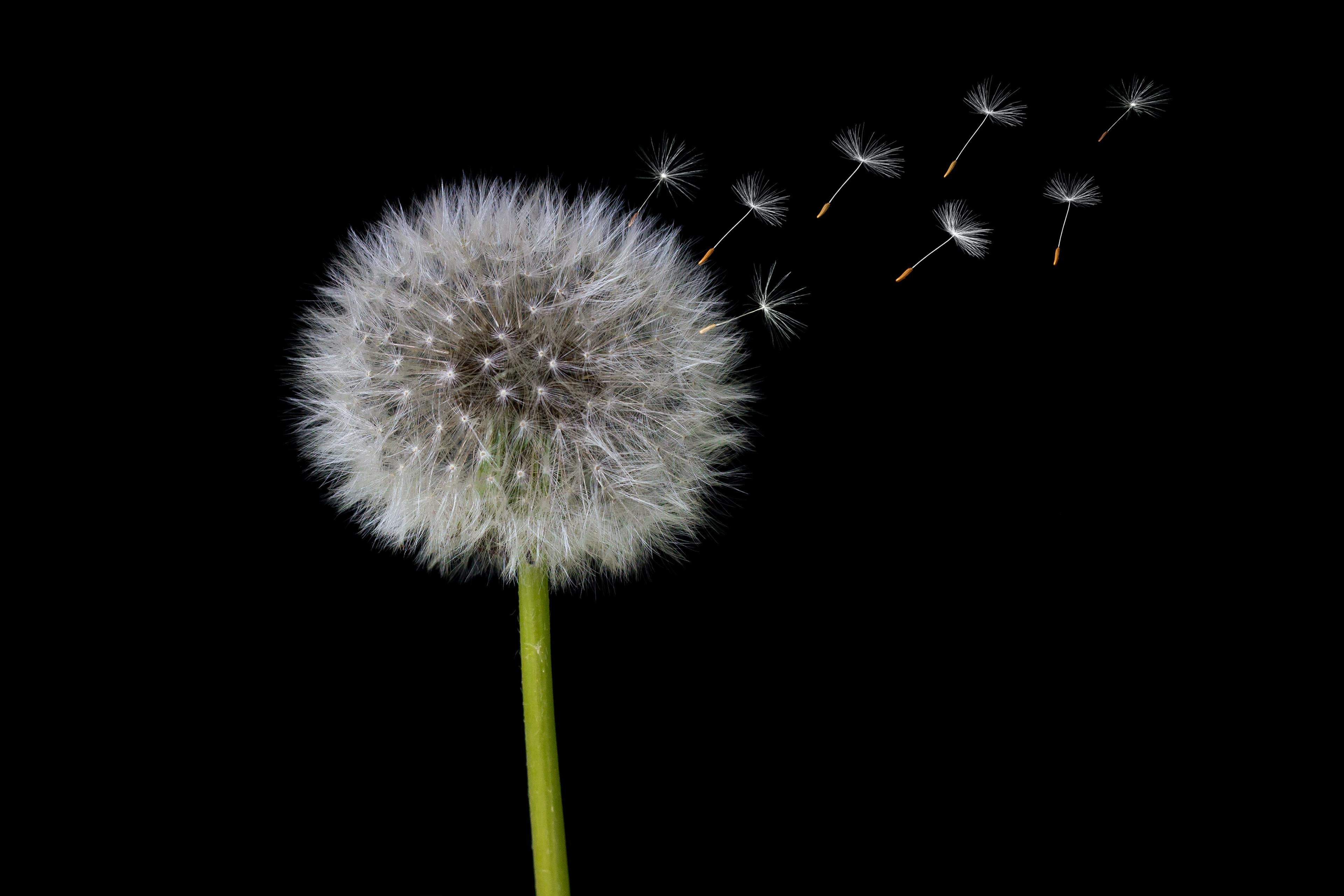 Syrop z mniszka dla dzieci – od kiedy i jak stosować