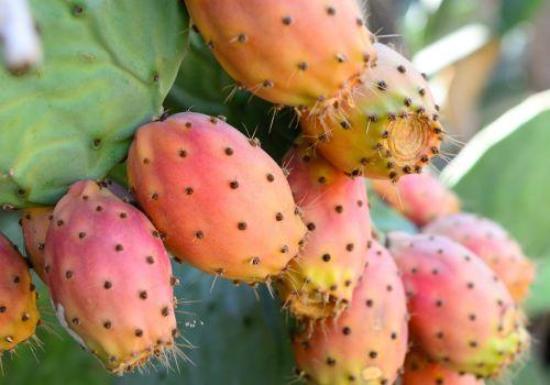 Olejek z opuncji figowej - odkryj jego właściwości i zastosowanie