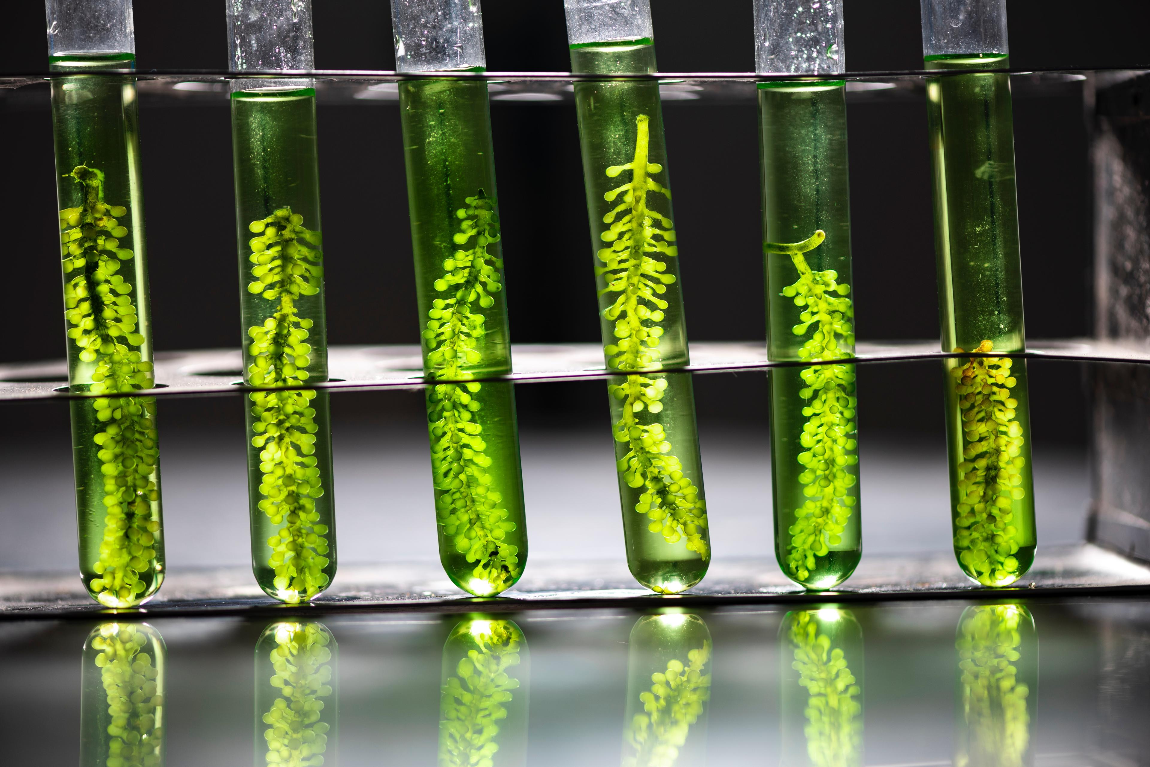 Spirulina - co to jest, właściwości i jak dawkować?