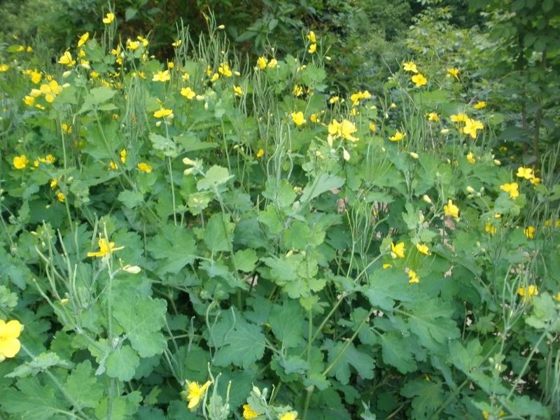 Jaskółcze ziele na kurzajki – działanie, przeciwwskazania i skutki uboczne