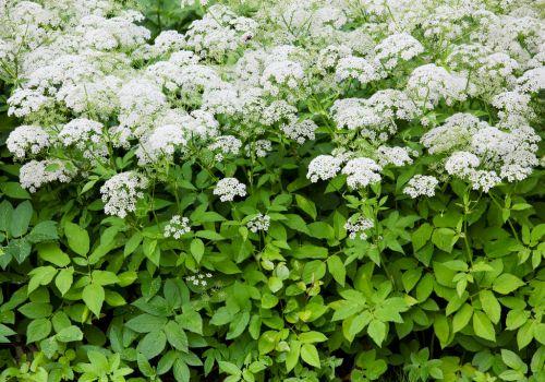 Podagrycznik – właściwości zdrowotne i kiedy stosować