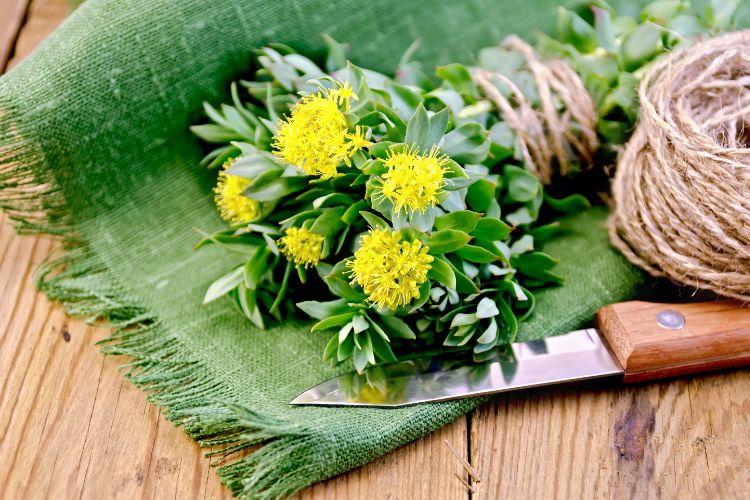 Rhodiola (różeniec górski) – działanie, skutki uboczne i przeciwwskazania