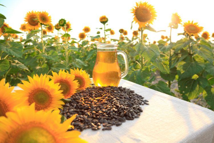 Nasiona słonecznika - jak wpływają na zdrowie? Pestki słonecznika – wartości odżywcze