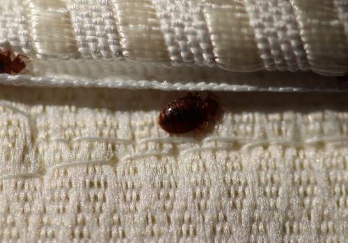 Jak wyglądają ślady po ugryzieniu pluskwy łóżkowej