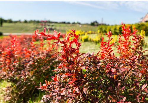 Berberyna – jak działa i dlaczego wspiera odchudzanie?