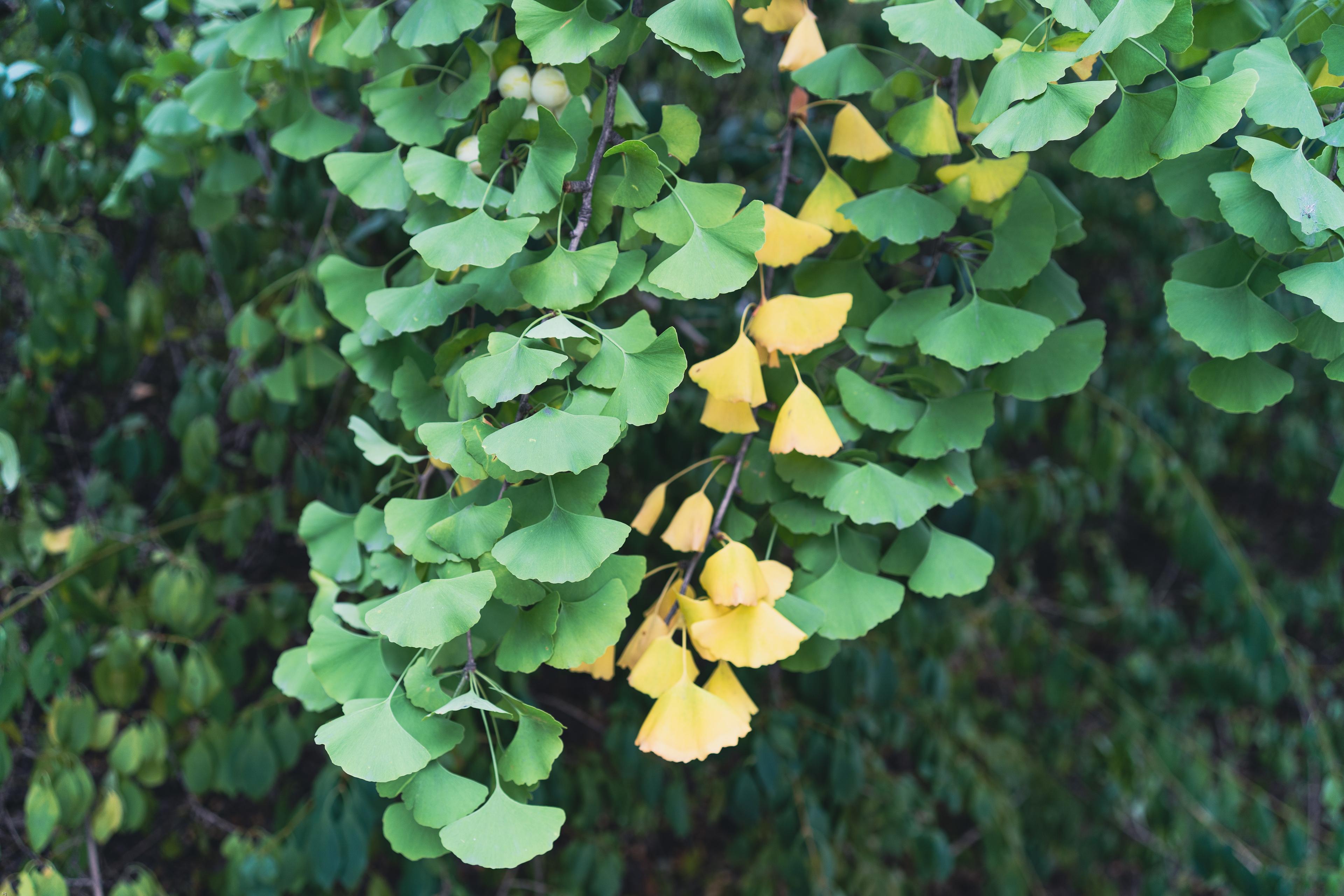 Ginkgo biloba – na pamięć i koncentrację, skutki uboczne