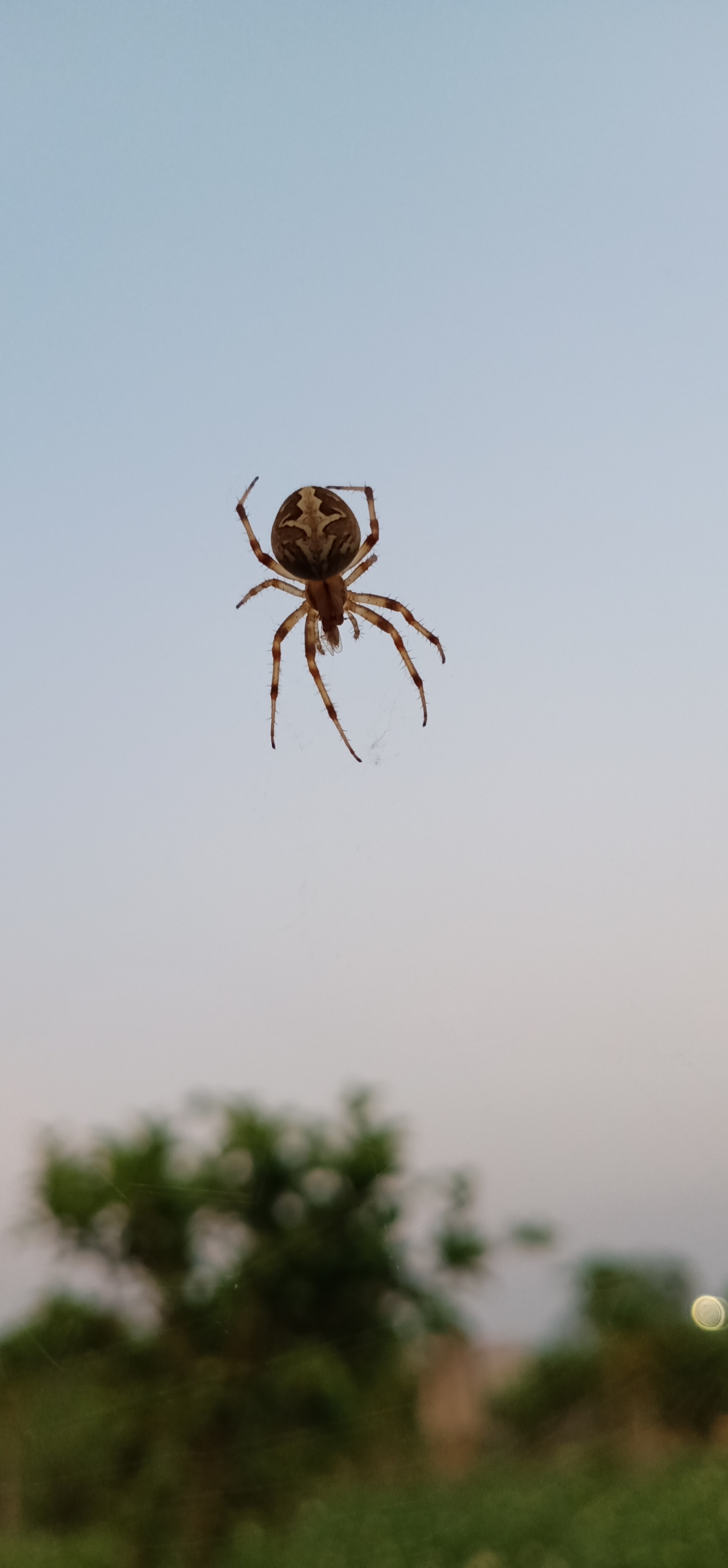 Arachnofobia Jak Działa Fobia Przed Pająkami Jak Ją Leczyć Leczenie Arachnofobii Cena 8127